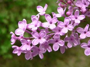 国产丁香网,探索中医药文化的瑰宝与传承 第3张 国产丁香网,探索中医药文化的瑰宝与传承 第3张